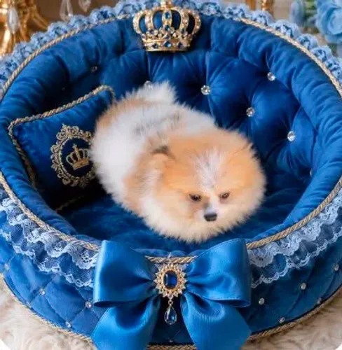 Lulu da Pomerânia é macho e Spitz alemão