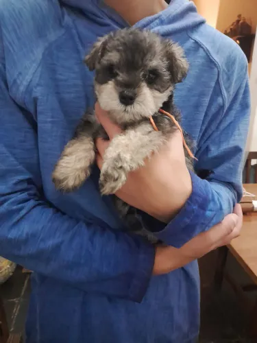 Schnauzer Miniatura