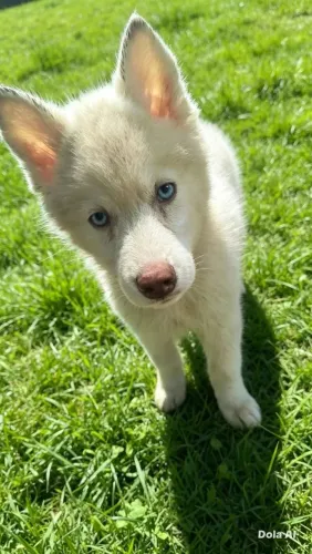 Filhotes de cachorro