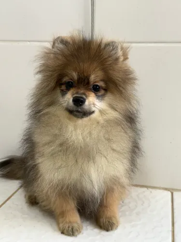 Lulu da pomerania
