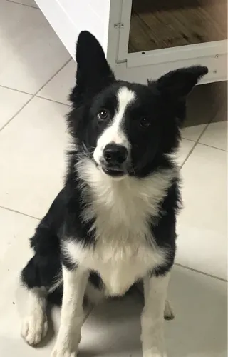 Border collie macho filhote 