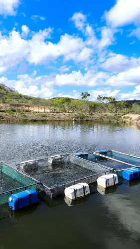Tanque rede para criação de peixe