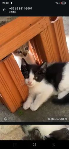 Doação de gatos