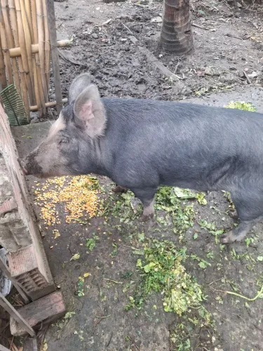 Vendo porco