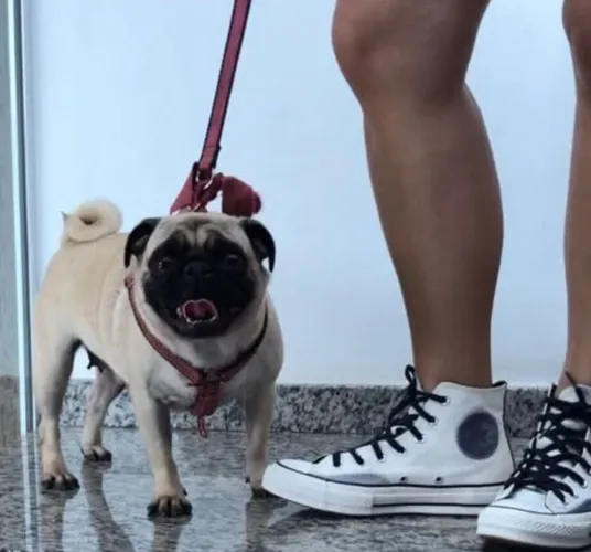 Pug fêmea castrada excelente linhagem.3anos.