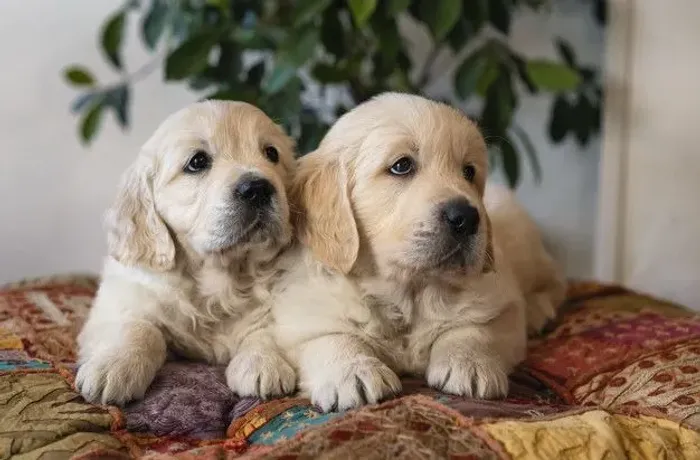 Cães para venda afetiva 