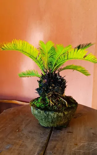 Bonsai palmeira