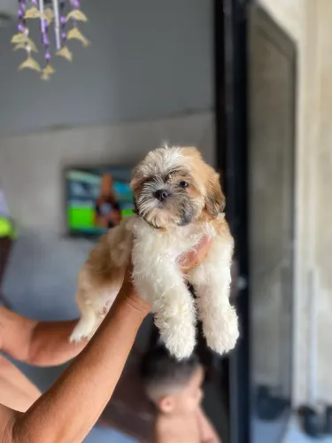 Filhote de shih tzu fêmea e macho shihtzu mine