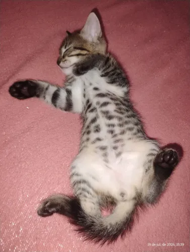 Gatinho para doação responsável