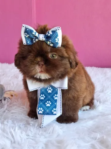 Shih Tzu filhote disponível - Canil Best Friend 
