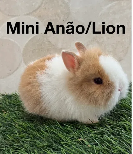 Mini anão 