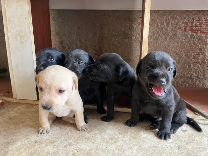 Labrador puro pré venda (Juiz de Fora) desmame dia 05 de junho 