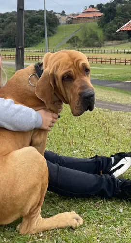 Fila brasileiro doação