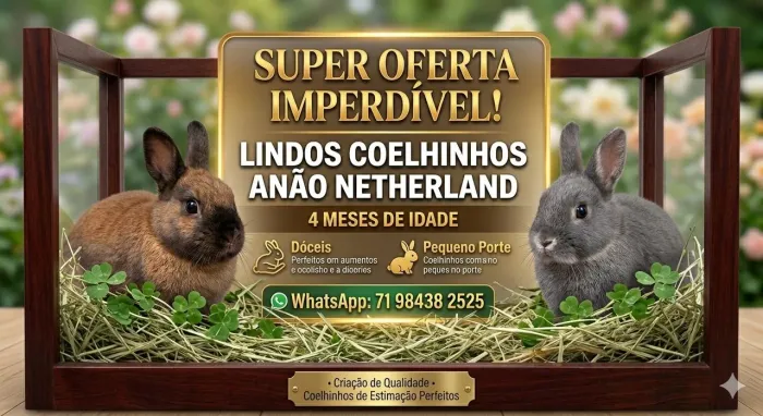 Coelho anão Netherland 