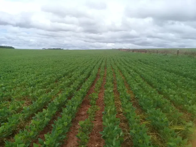 Cristalina go soja milho feijão sorgo café 