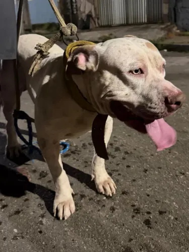 Pitbull com American Staffordshire.