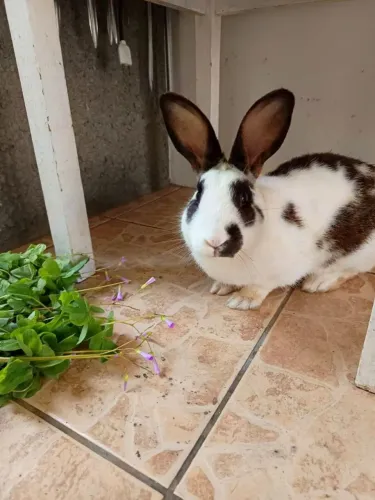 Lindo Coelho Macho.