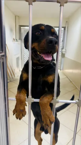 Doa-se Rottweiller