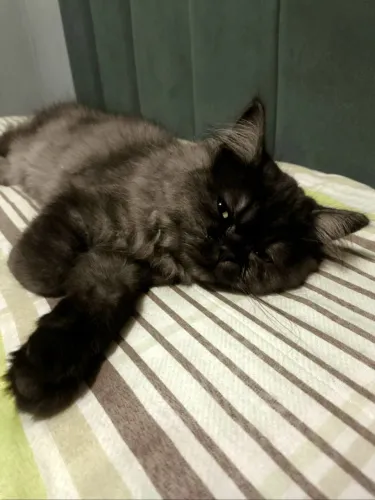 Gato persa filhote, carinhoso