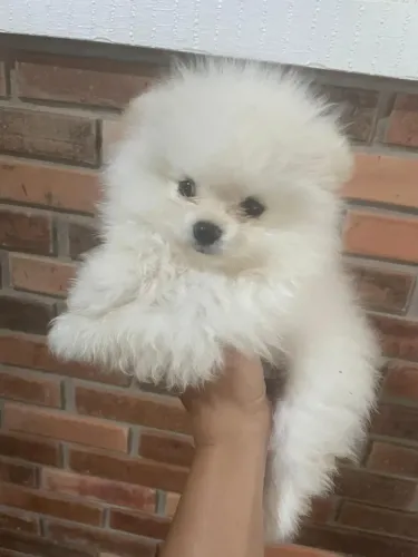 Lulu da pomerânia @ spitz Alemão