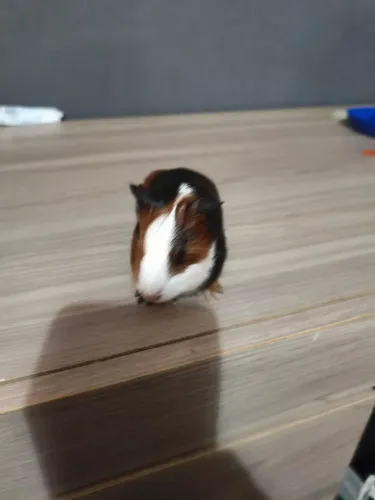 Porquinho da índia 