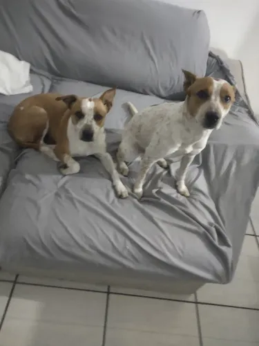 Estou doando minhas cachorras são fêmeas irmãs tem 2 anos