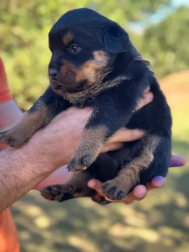 Filhotes de Rottwailer