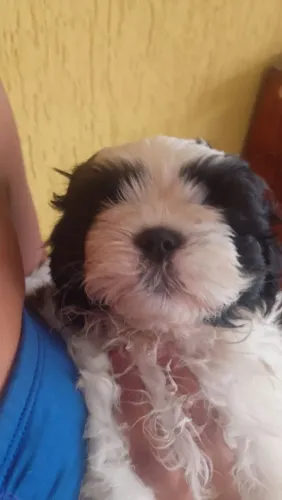 Vendo filhote de shih-tzu ?
