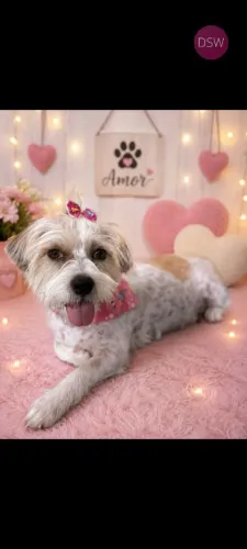 Vende uma cachorrinha Lhasa Apso tem 1 ano não é castrada é amorosa se dá bem com outros..