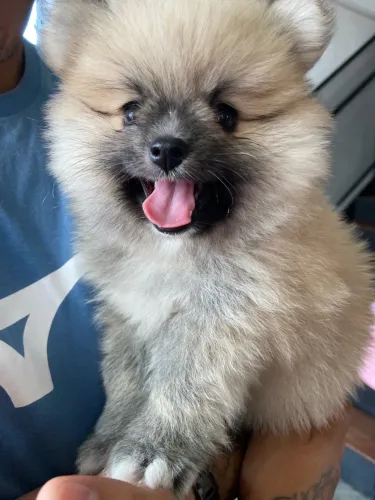 Spitz alemão