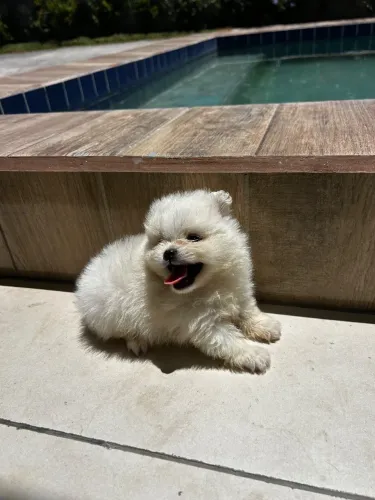 Spitz alemão anão macho 10x sem juros, vacinado, vermifugado, CBKC.