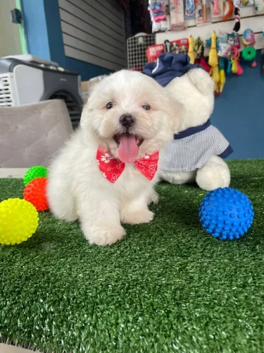 Maltês macho na promoção imperdível 
