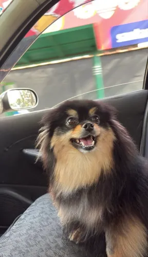 Lulu dá pomerânia