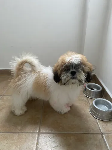 Shitzu 4 meses