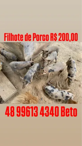 Filhote de porco