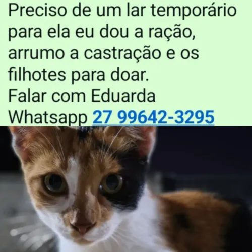 Doa-se essa princesinha linda Tricolor 