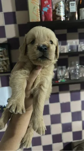 Filhotes de golden pra vender logo