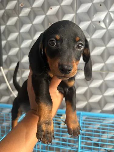 Dachshund pronta entrega!!!