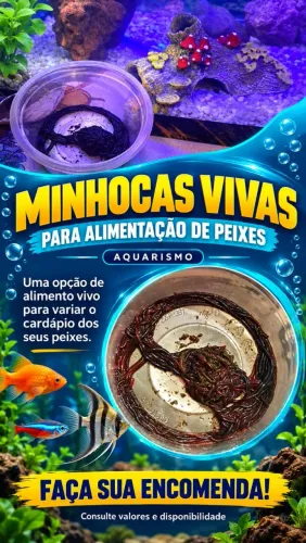 Minhocas para Alimentação de peixes