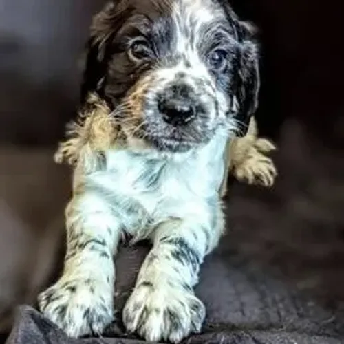Cocker Spaniel,Cocker Spaniel Filhote Disponível Alta Qualidade