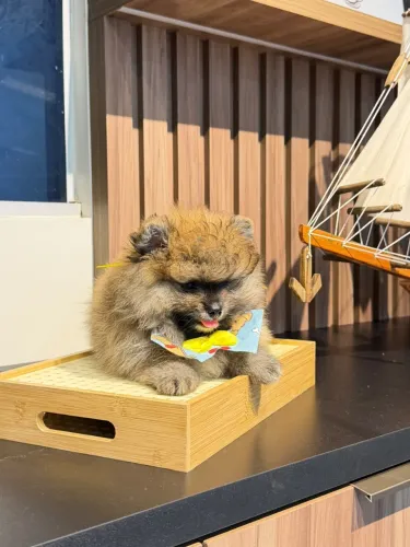 Laranja spitz alemão macho ursinho 