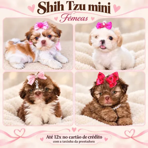 Shih tzu fêmea e macho mini a pronta entrega
