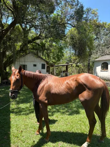 Cavalo PSI com 5 anos aposentado do jockey clube do Rio de Janeiro 