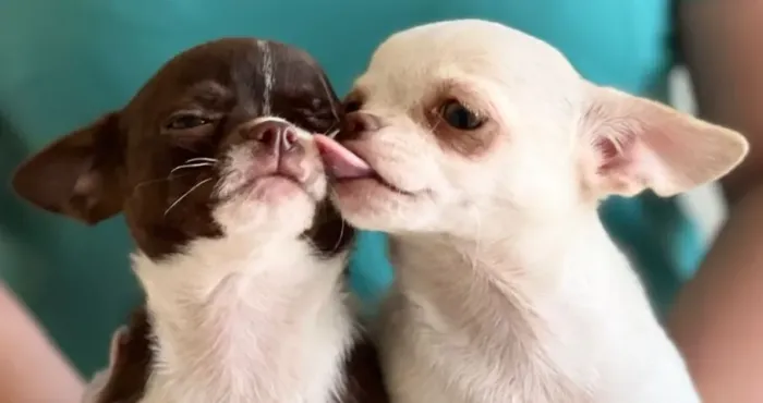 Chihuahua pequeno charmoso