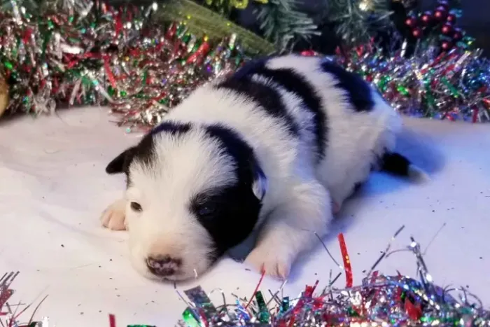Filhotes de Border Collie | Um parceiro para compartilhar a rotina