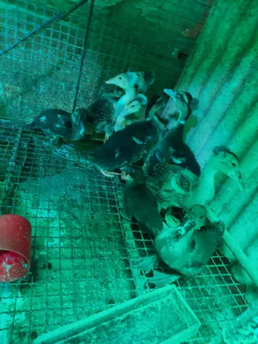 Mareco de bombom são 7 e 3 Pato do Mato