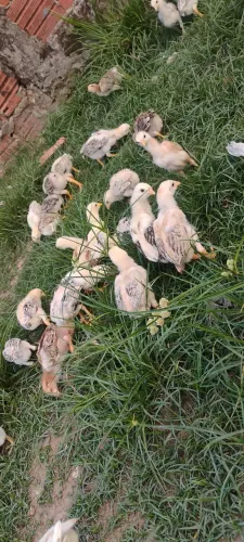 Vendo pintos caipira e indianos crista bola