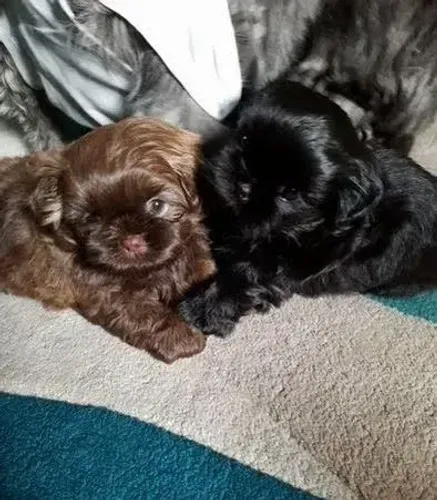 Shih tzu vacinados a pronta entrega.