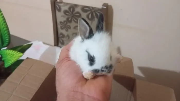 Filhote de Coelho da Raça Mini Lion