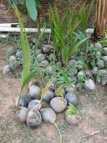 Mudas de coco
